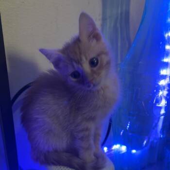 Monty -  Domestic Medium Hair Cat for Adoption in Shelbyville, Indiana - Monty | PetCurious