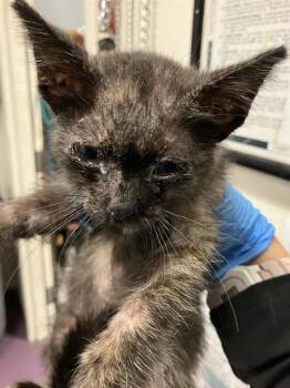 SWEETIE PIE -  Domestic Short Hair Cat for Adoption in Long Beach, California - SWEETIE PIE | PetCurious