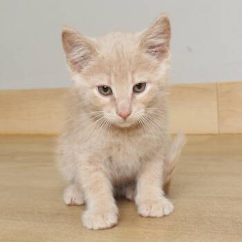 Jazz C69560 -  Domestic Short Hair Cat for Adoption in Minnetonka, Minnesota - Jazz C69560 | PetCurious