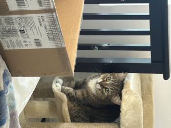 Domestic Short Hair Cats Available for Adoption - Ellie Mae | PetCurious