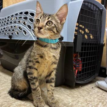 CHEEKY -  Domestic Short Hair Cat for Adoption in Kyle, Texas - CHEEKY | PetCurious