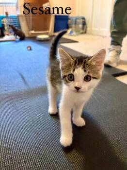 Domestic Short Hair Cats Available for Adoption in Lovingston, Virginia - Sesame | PetCurious