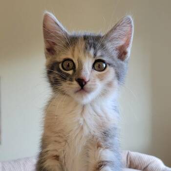 Fiora -  Domestic Short Hair Cat for Adoption in Washougal, Washington - Fiora | PetCurious