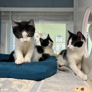 Domestic Short Hair Cats Available for Adoption in East Hanover, New Jersey - Suzy Q | PetCurious