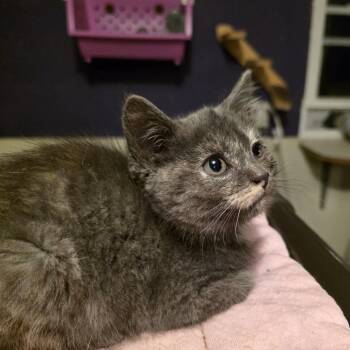 Pecan -  Domestic Short Hair Cat for Adoption in Glenfield, New York - Pecan | PetCurious