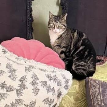 Domestic Short Hair Cats Available for Adoption - Kubota | PetCurious