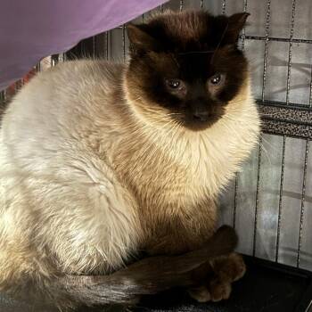 Fat Tony -  Siamese Cat for Adoption in Lancaster, Ohio - Fat Tony | PetCurious
