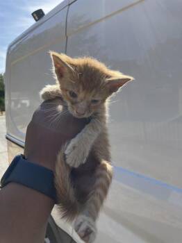 ROSCOE -  Domestic Short Hair Cat for Adoption in Dallas, Texas - ROSCOE | PetCurious