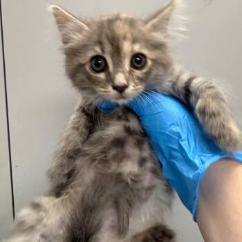Cajun Chicken Alfredo -  Domestic Short Hair Cat for Adoption in Columbiana, Alabama - Cajun Chicken Alfredo | PetCurious