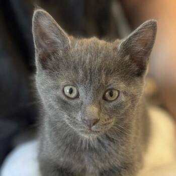 Domestic Short Hair Cats Available for Adoption in Johnson City, Tennessee - Joseph | PetCurious