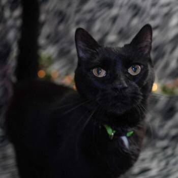 Domestic Short Hair Cats Available for Adoption in Wheaton, Illinois - Tabitha | PetCurious