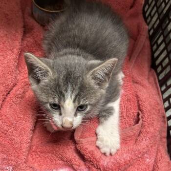 Elara -  Domestic Short Hair Cat for Adoption in Philadelphia, Pennsylvania - Elara | PetCurious