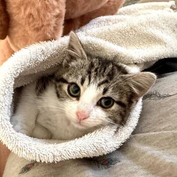 Domestic Short Hair Cats Available for Adoption - Wendy | PetCurious