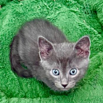 Bagels -  Domestic Short Hair Cat for Adoption in Kansas City, Missouri - Bagels | PetCurious