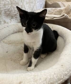 Rescue Domestic Short Hair Cats for Adoption in Greenville, South Carolina - Spice - RP | PetCurious
