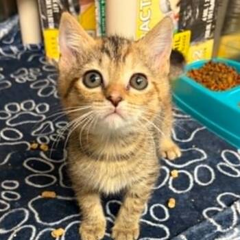 Midge -  Domestic Short Hair Cat for Adoption in Concord, North Carolina - Midge | PetCurious