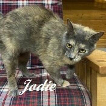 Jodie -  Dilute Tortoiseshell Cat for Adoption in Southern Pines, North Carolina - Jodie | PetCurious