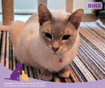Rescue Siamese Cats for Adoption in Eighty Four, Pennsylvania - Binx | PetCurious