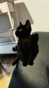 Squash -  Domestic Short Hair Cat for Adoption in Dallas, Texas - Squash | PetCurious