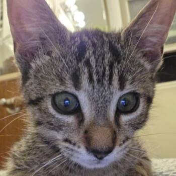 Rescue Domestic Short Hair Cats for Adoption in Los Angeles, California - Kentucky Joe | PetCurious