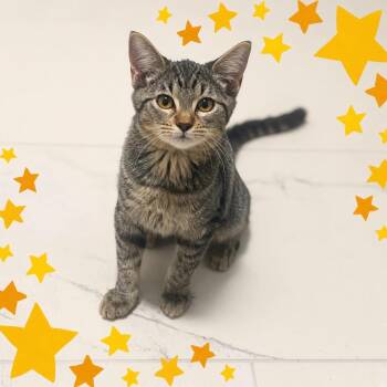 Emerald -  Domestic Short Hair Cat for Adoption in Austin, Texas - Emerald | PetCurious