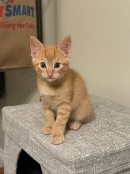 Pumpkin -  Domestic Short Hair Cat for Adoption in Broomall, Pennsylvania - Pumpkin | PetCurious
