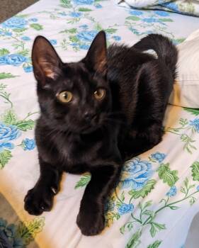 PEACH -  Domestic Short Hair Cat for Adoption in Ben Avon, Pennsylvania - PEACH | PetCurious