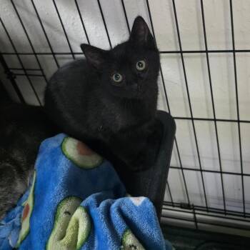 Rebel -  Domestic Short Hair Cat for Adoption in Belfair, Washington - Rebel | PetCurious