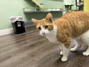 Domestic Short Hair Cats Available for Adoption - Goldfish | PetCurious