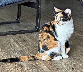 Rescue Domestic Short Hair Cats for Adoption in Tampa, Florida - Nana | PetCurious