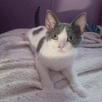 Charlotte -  Domestic Short Hair Cat for Adoption in Mastic, New York - Charlotte | PetCurious