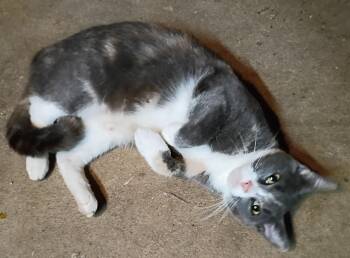 Rescue Dilute Calico Cats for Adoption in Mansfield, Connecticut - Butterball | PetCurious