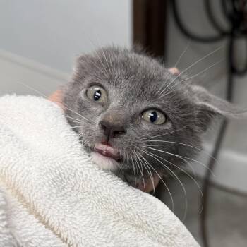 Cosmo - Barn Kitty -  Domestic Short Hair Cat for Adoption in Durango, Colorado - Cosmo - Barn Kitty | PetCurious
