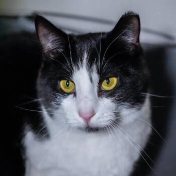 Domestic Short Hair Cats Available for Adoption - Cougar | PetCurious