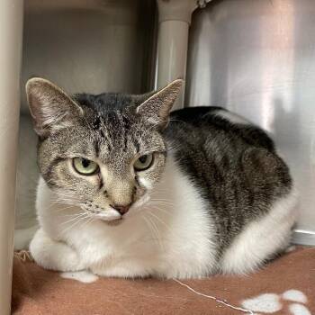 Domestic Short Hair Cats Available for Adoption - Popeye | PetCurious