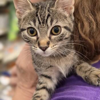 Bergen -  Domestic Short Hair Cat for Adoption in Berkeley Heights, New Jersey - Bergen | PetCurious