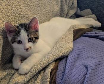 Nicky Furry -  Domestic Short Hair Cat Available for Adoption in Arthur, Ontario - Nicky Furry | PetCurious