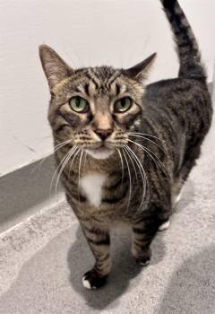 OLIVER TWIST -  Domestic Short Hair Cat for Adoption in San Francisco, California - OLIVER TWIST | PetCurious