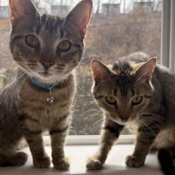 Pork and Beef -  Domestic Short Hair Cat for Adoption in Everettville, West Virginia - Pork And Beef | PetCurious