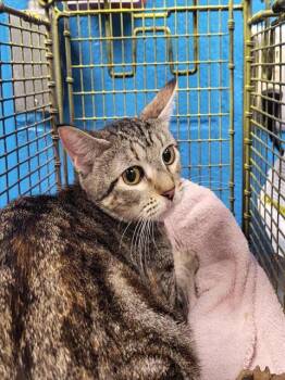 1-6 -  Domestic Short Hair Cat for Adoption in San Antonio, Texas - 1-6 | PetCurious