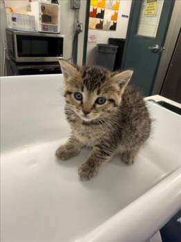 *BLUE -  Domestic Short Hair Cat for Adoption in Woodland, California - *BLUE | PetCurious