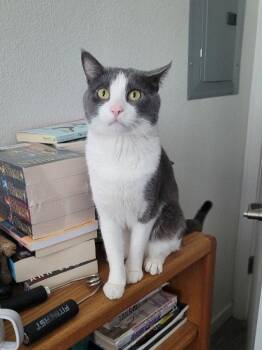 Domestic Short Hair Cats Available for Adoption in Fort Collins, Colorado - Catspian | PetCurious