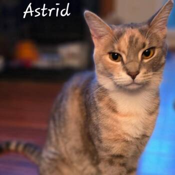 Astrid -  Domestic Short Hair Cat for Adoption in Waldorf, Maryland - Astrid | PetCurious