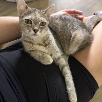 Meadow -  Dilute Calico Cat for Adoption in Coral Gables, Florida - Meadow | PetCurious