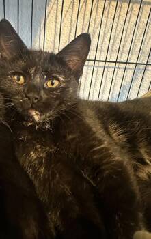 Lilibo -  Domestic Short Hair Cat Available for Adoption in Colorado Springs, Colorado - Lilibo | PetCurious