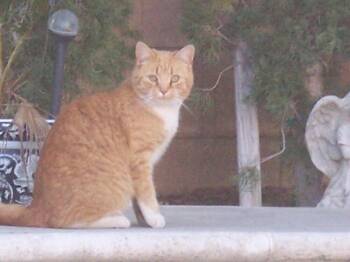 Butters -  Domestic Short Hair Cat Available for Adoption in Lancaster, California - Butters | PetCurious