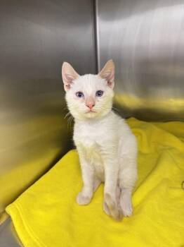 Finch -  Domestic Short Hair Cat for Adoption in Statesboro, Georgia - Finch | PetCurious
