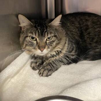 Domestic Long Hair and Domestic Short Hair Cats Available for Adoption in Voorhees Township, New Jersey - Pesto | PetCurious