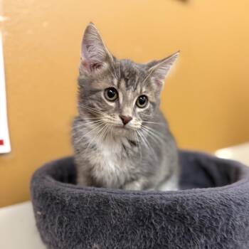 Jessie 53978 -  Domestic Short Hair Cat for Adoption in Las Vegas, Nevada - Jessie 53978 | PetCurious