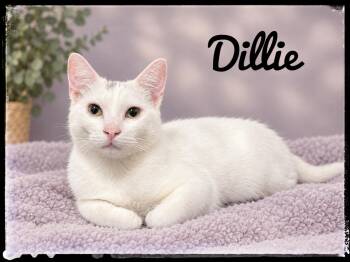 Dillie -  Domestic Short Hair Cat for Adoption in El Cajon, California - Dillie | PetCurious